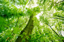 green-spring-forest-with-green-leaves-1