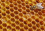 Beehive.jpg Beehive.jpg