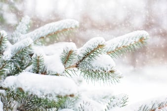snow-in-pine-tree-1265119_1920